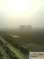 新长江香樟林实景图图片