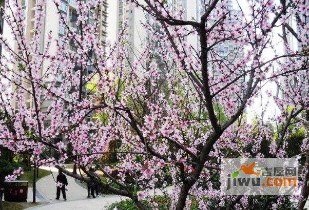 上锦颐园汇萃（住宅）实景图图片