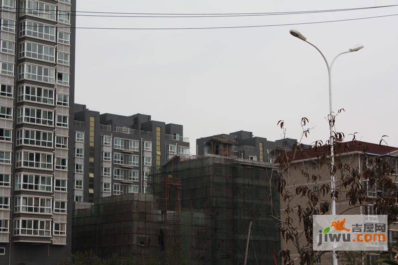 水木白杨实景图图片